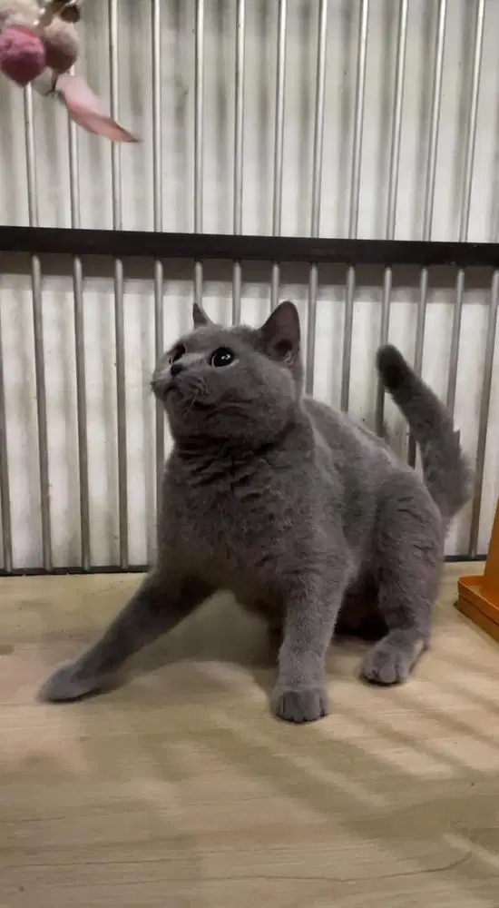 Indukan BSH Betina Double Ped (Microchip)