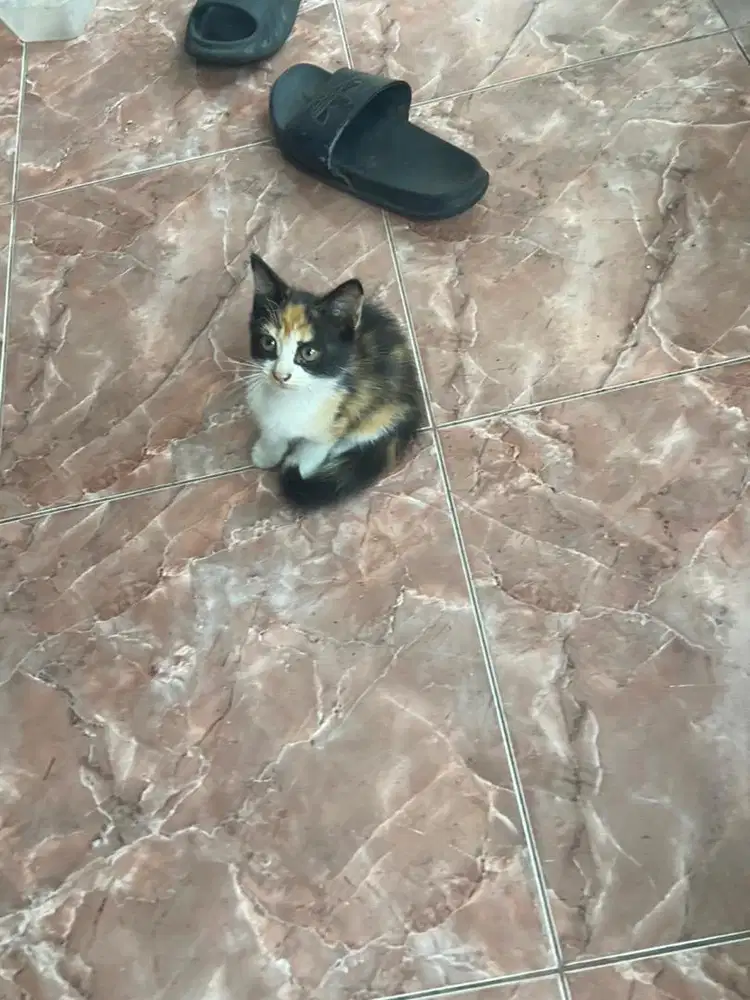 Kitten mixdome calico betina