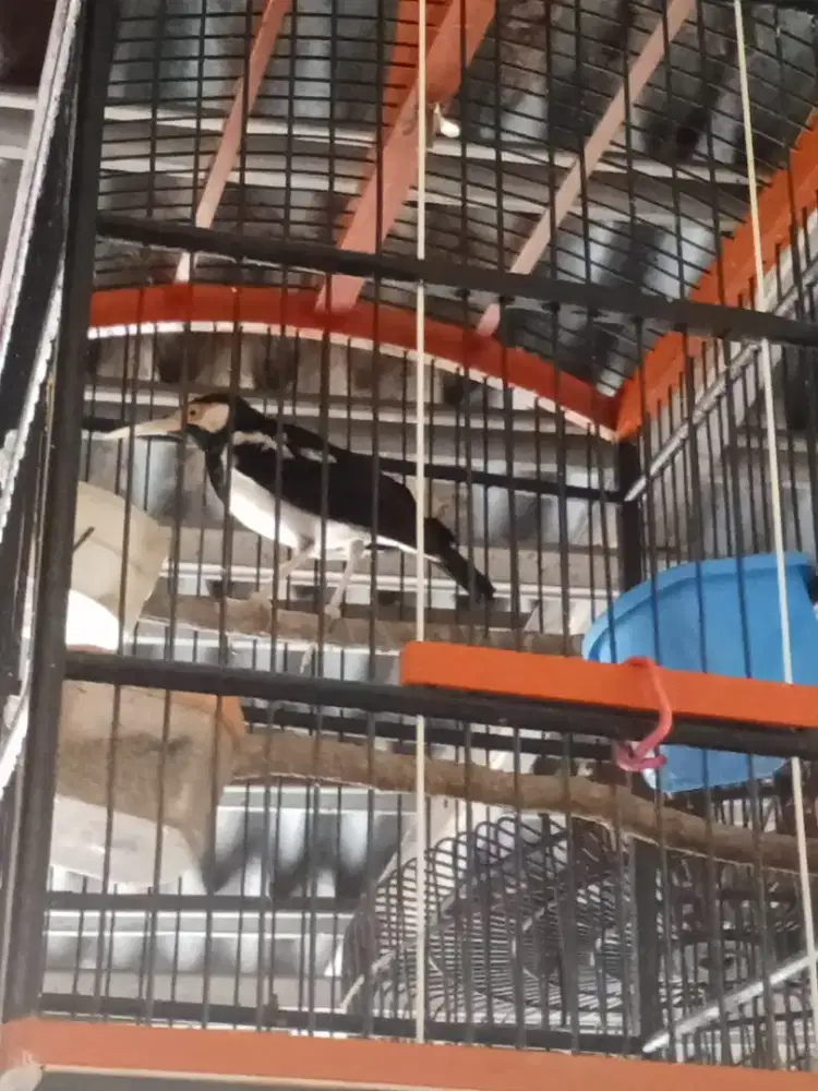 Burung Jalak Suren
