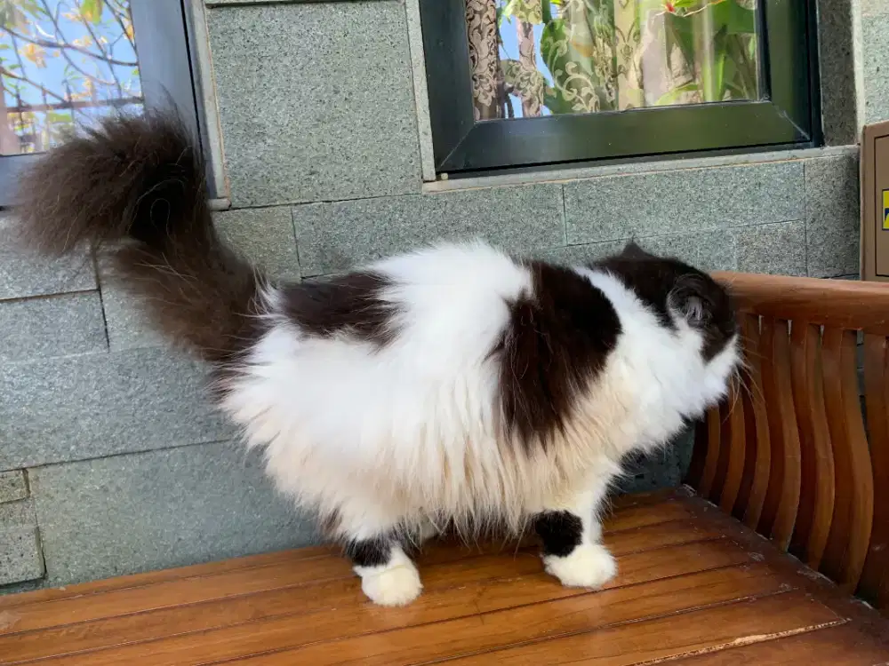 Kucing Persia Peaknose jantan Gembul