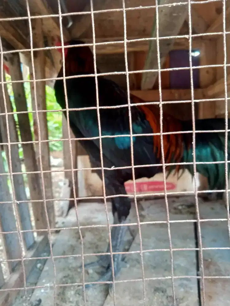 Ayam remaja peranakan AK 47 x birma