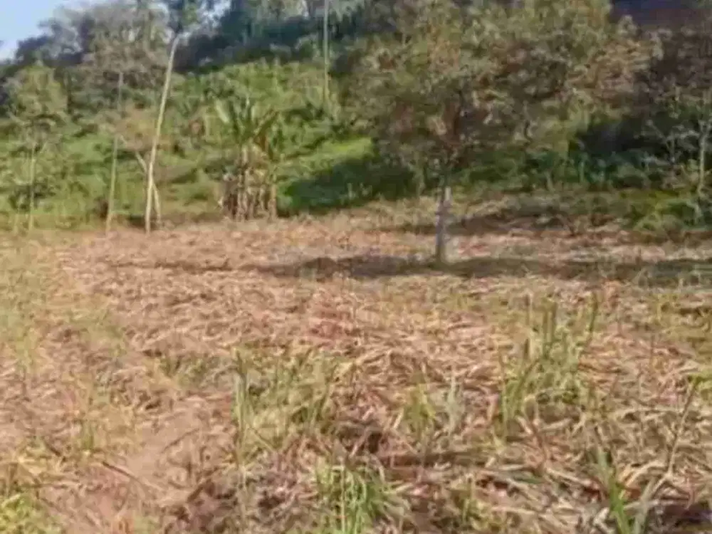 Tanah Tumpang Tulus Besar Malang