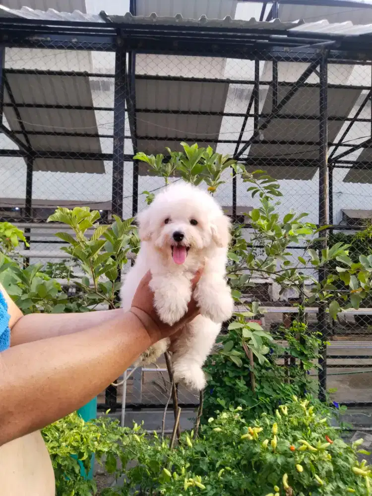 Anak anjing poodle