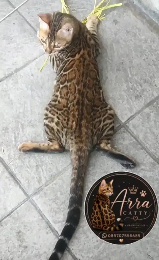 Kucing betina kitten