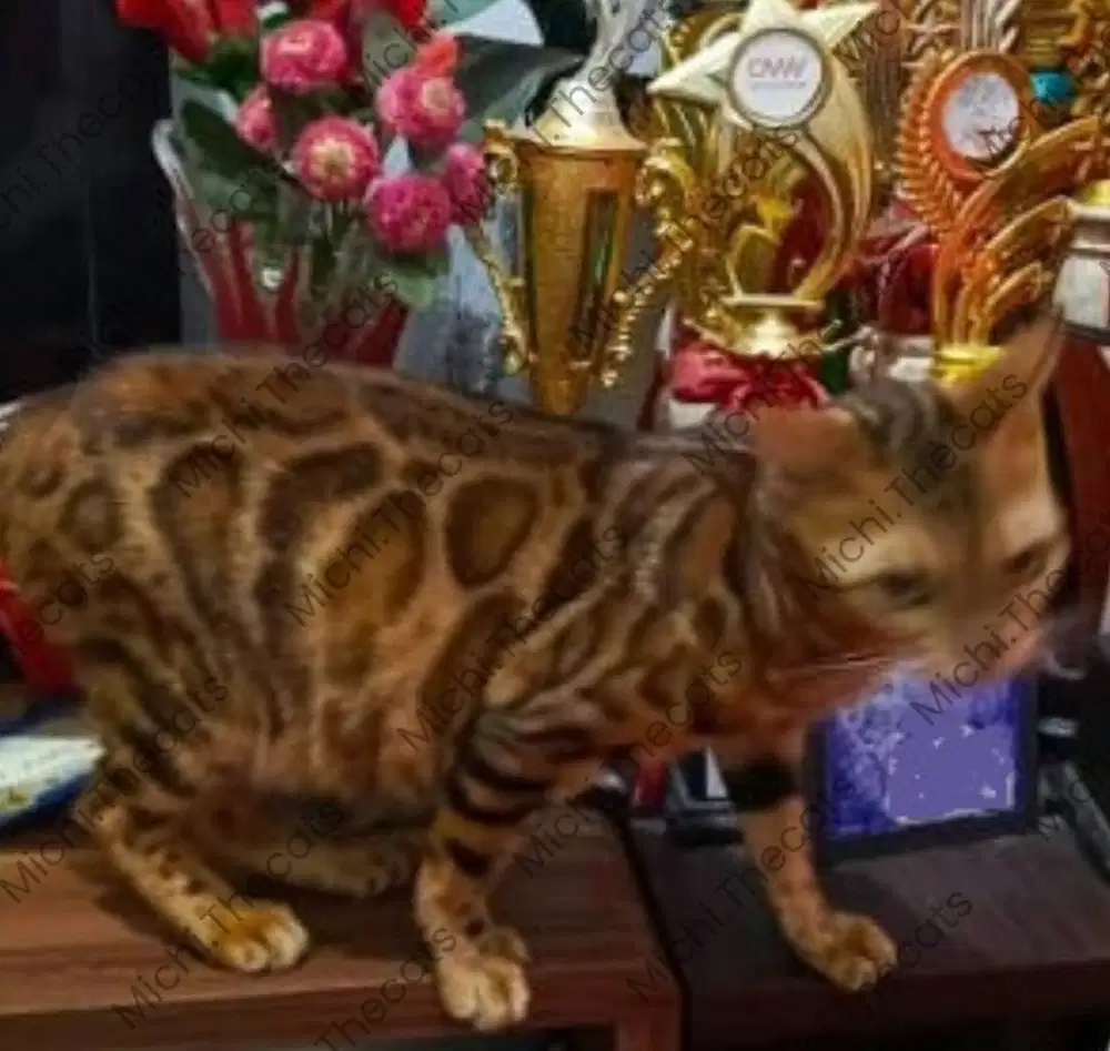 Kucing betina geneta Spotted/Rosette