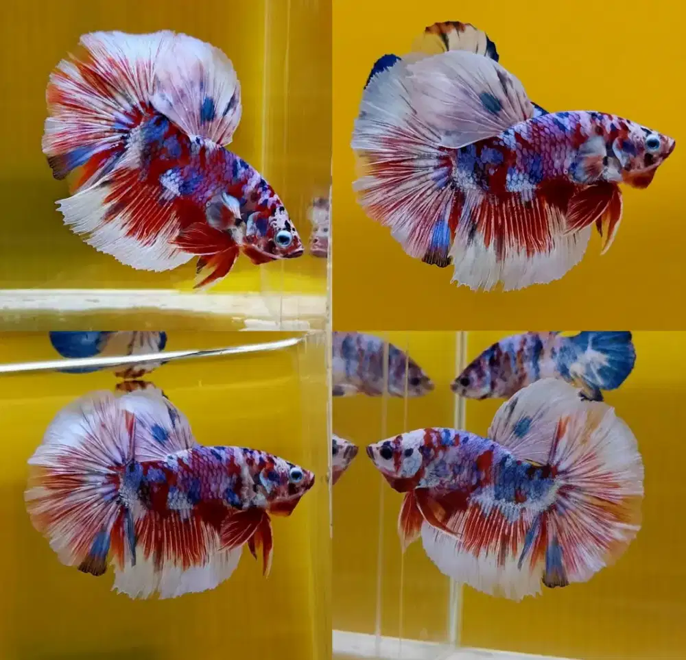 ikan cupang hm barongsai