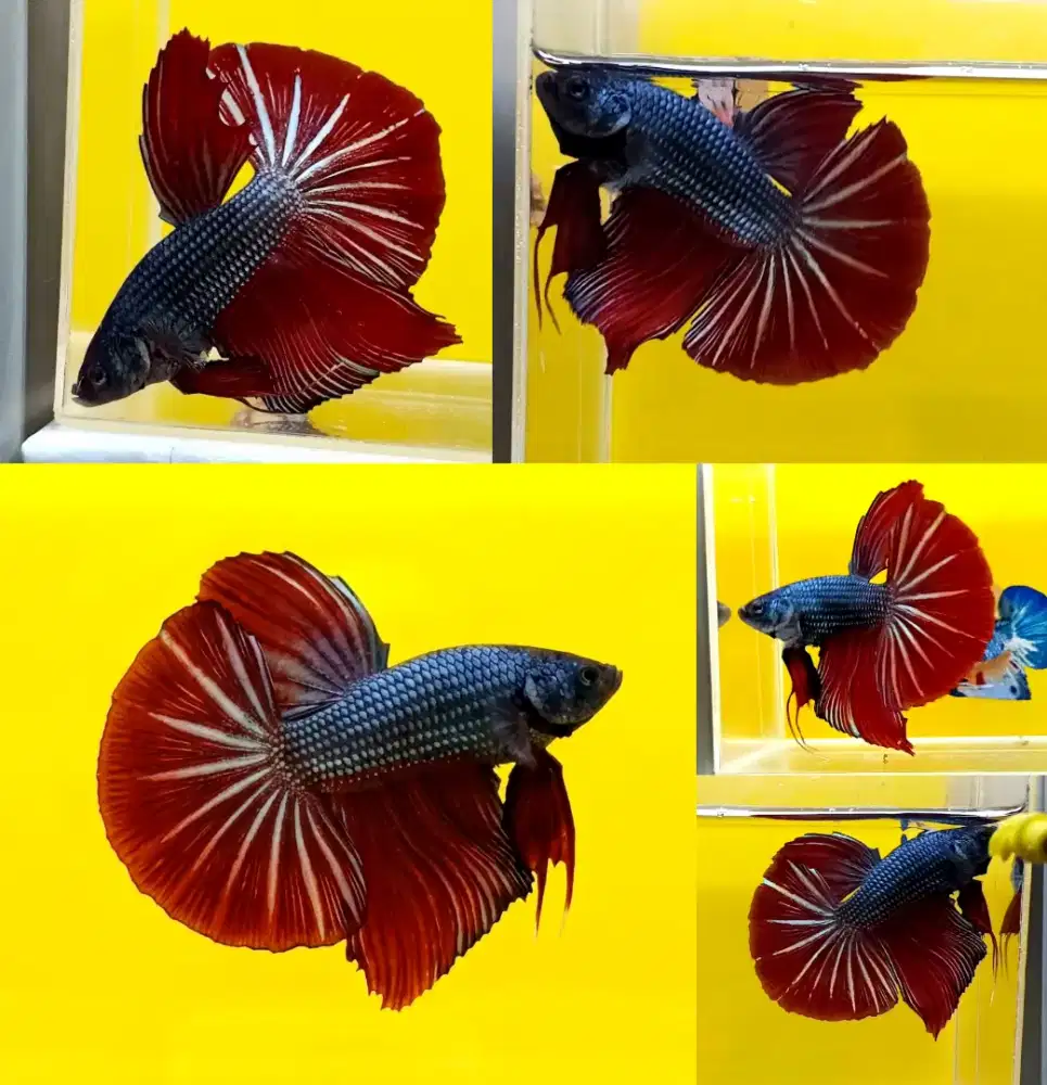 ikan cupang giant hmpk red coper