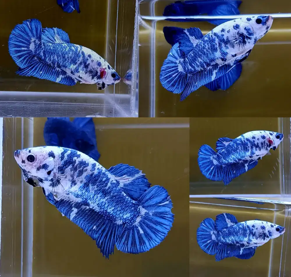 ikan cupang giant betina marble