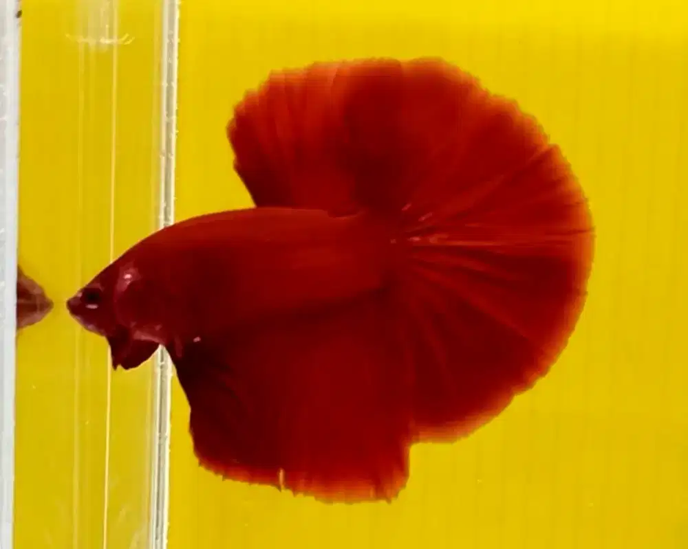 ikan cupang halfmoon super red