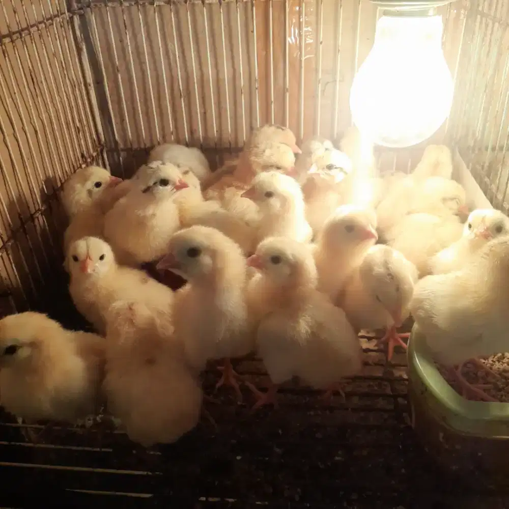 Doc elba ayam petelur kampung