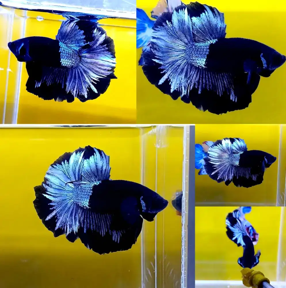 ikan cupang hm black light metallic