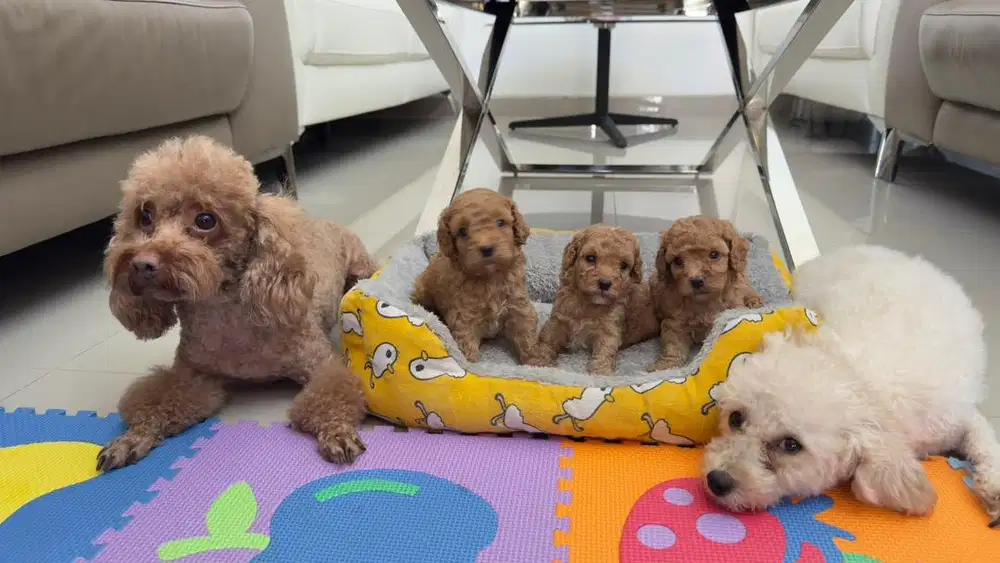 DIJUAL ANAKAN POODLE