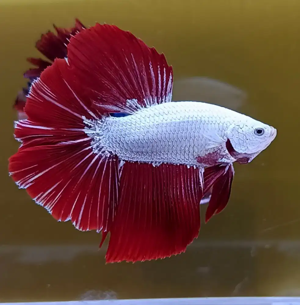 ikan cupang halfmoon red dragon