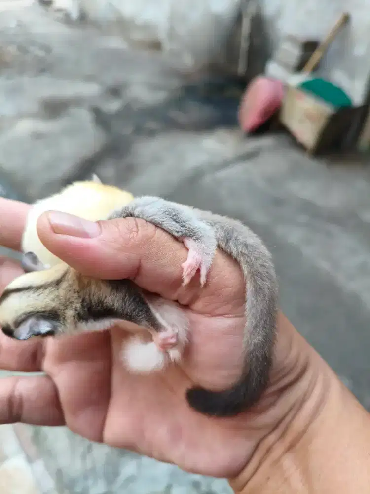 Sugar glider leucistic betina
