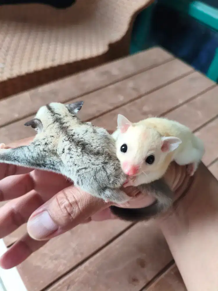 Sugar glider platinum betina