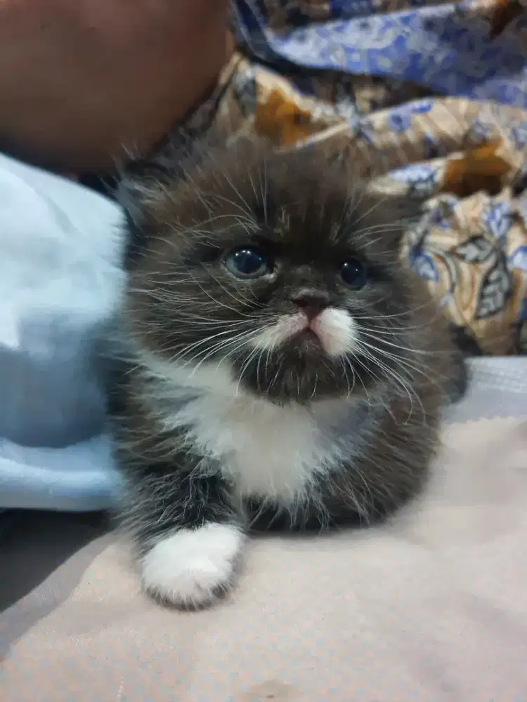 BRITISH SHORTHAIR WARNA BLACK AND WHITE