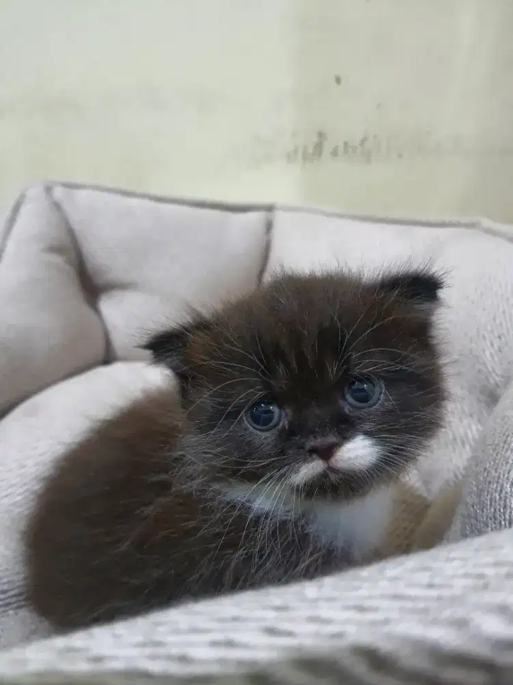 BSH BETINA WARNA BLACK AND WHITE