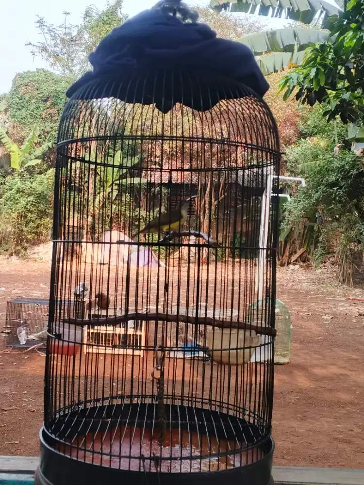 pijantung pisang