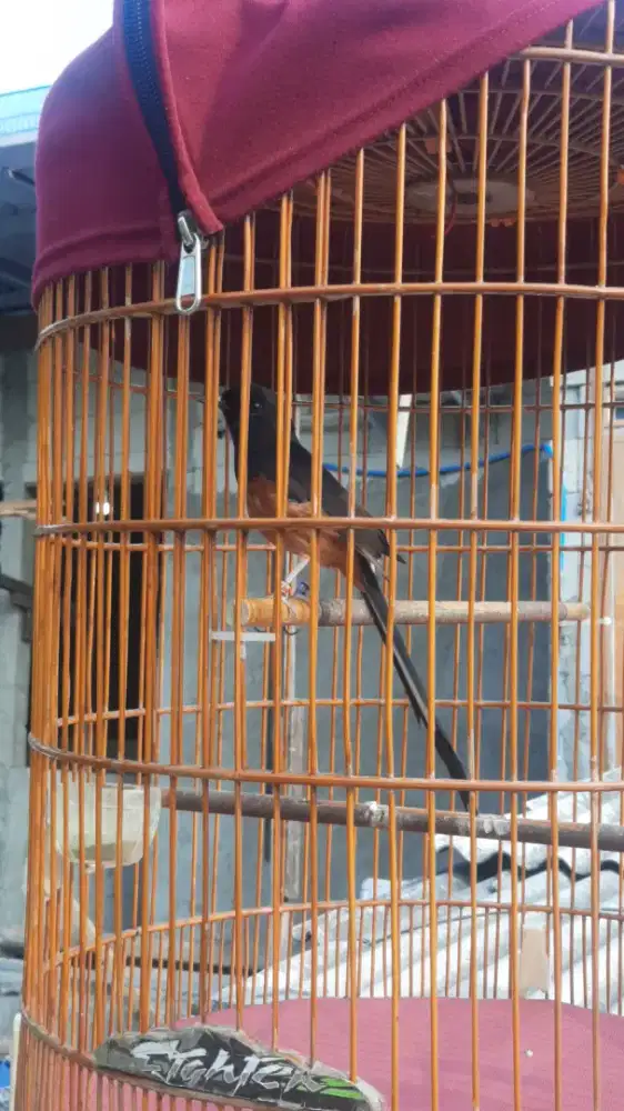 Murai Batu Muda Ring BnR APBN