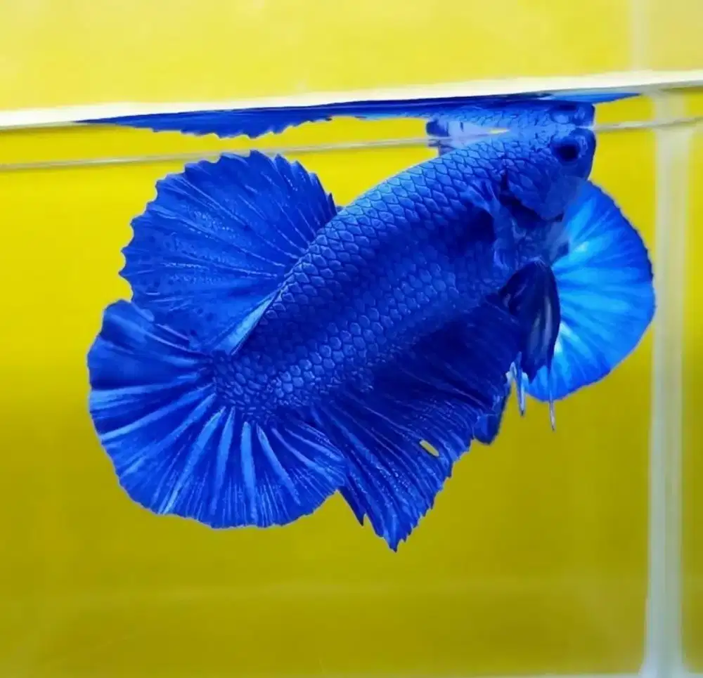 ikan cupang giant blue