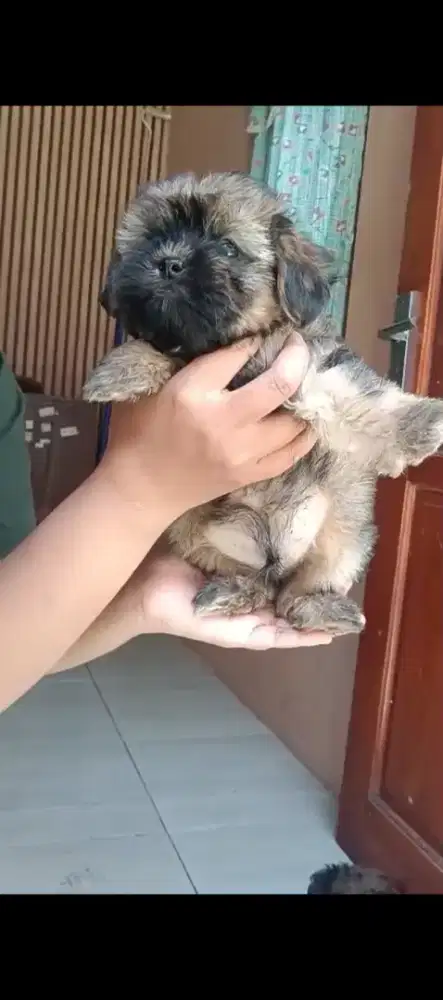 Anakan poodle mix shithu jantan