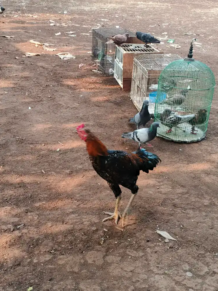 ayam bangkok X kampung