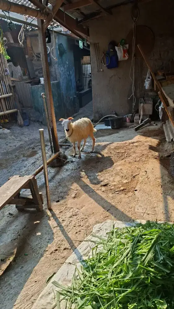 Domba pentet bonyo