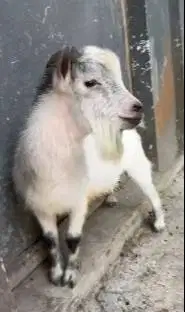 indukan jantan kambing pygmi mini 18 bln TB 40cm exotik lucu jinak top