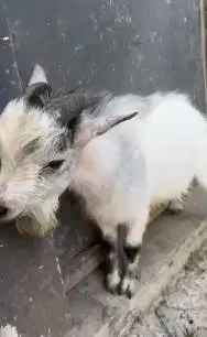 indukan jantan kambing pygmi mini 18 bln TB 40cm exotik lucu jinak top