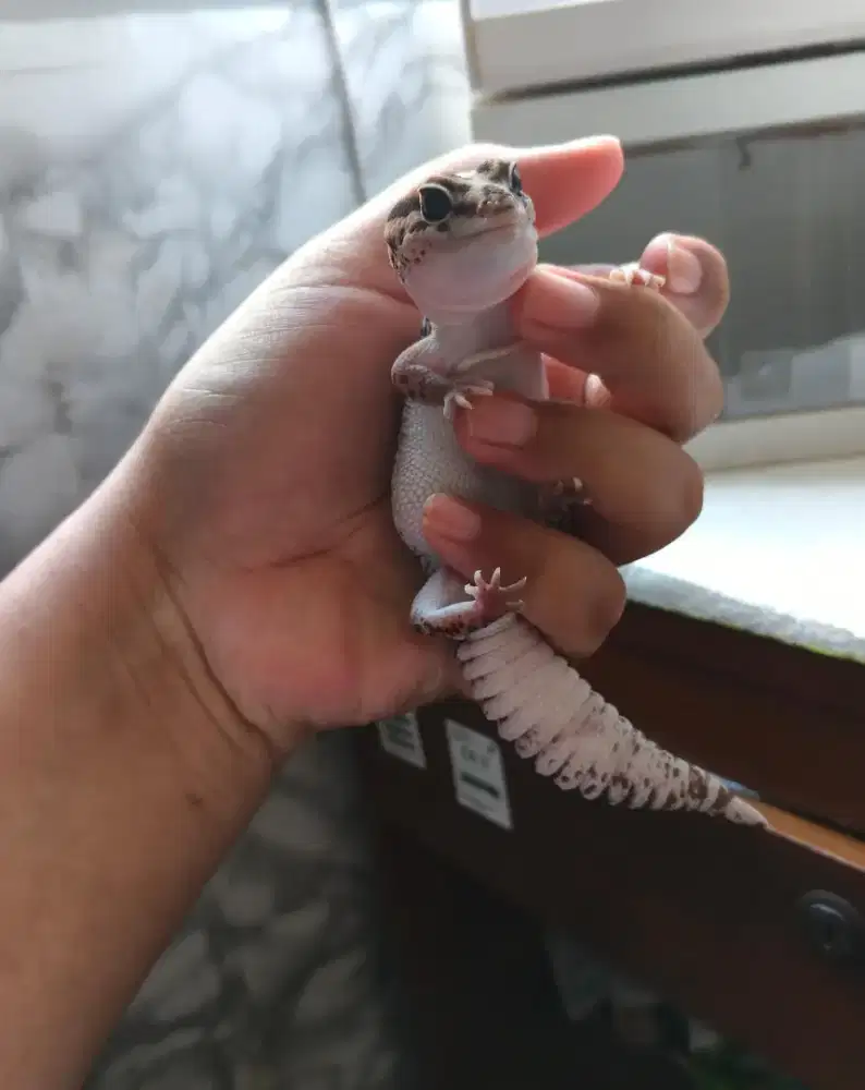 Gecko - Aft gecko