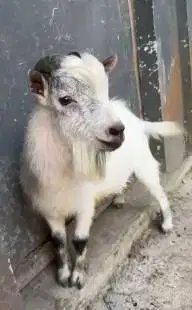 indukan kambing pygmi jantan asli FB 18bln exotik TB 40cm siap ternak