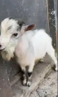 indukan jantan kambing pygmi mini TB 40cm 18 bulanan exotik rawatan ok