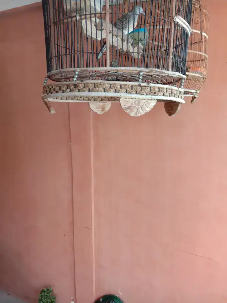 Perkutut sri tumpuk