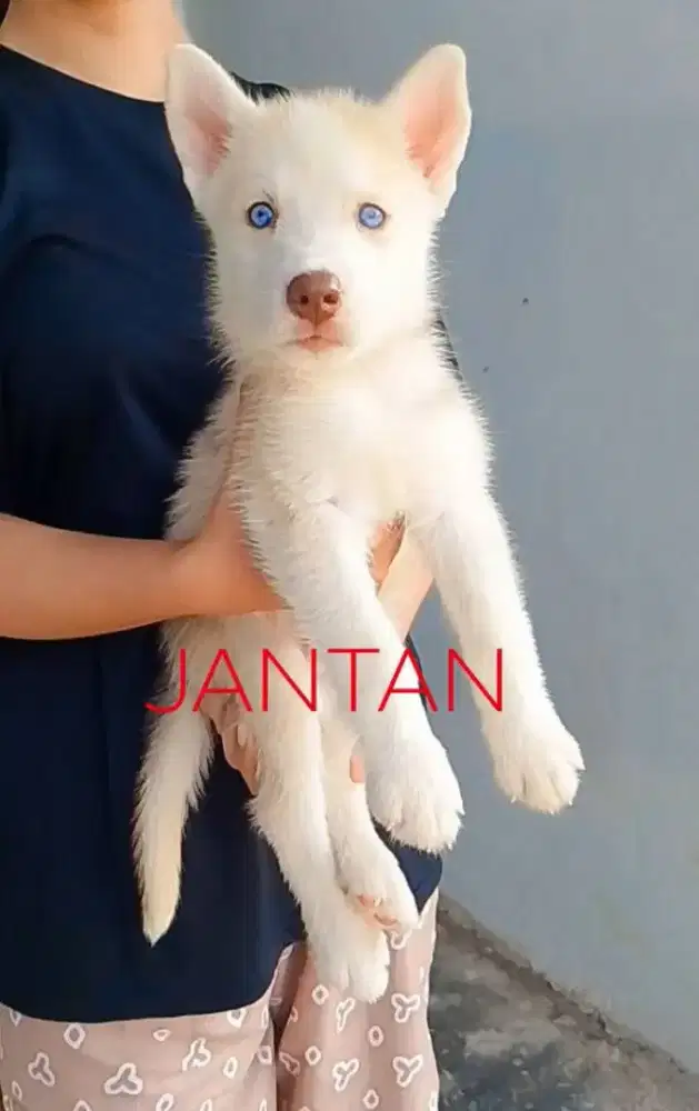Seberian Husky 7 Minggu non stbm