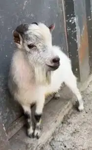 kambing pygmi jantan 18 bulanan indukan pemacek TB 40cm exotik kerdil