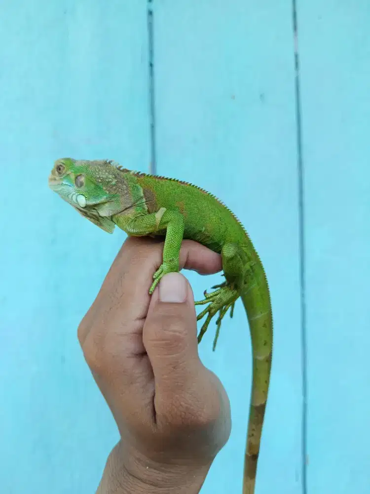 iguana Grenn Ph tanos