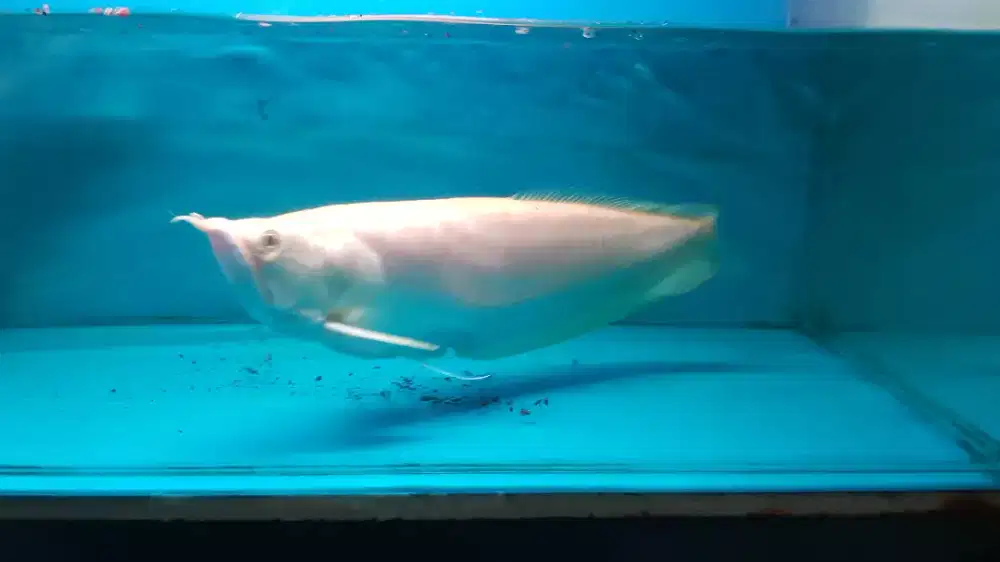 Arowana silver albino 40cm arwana sehat