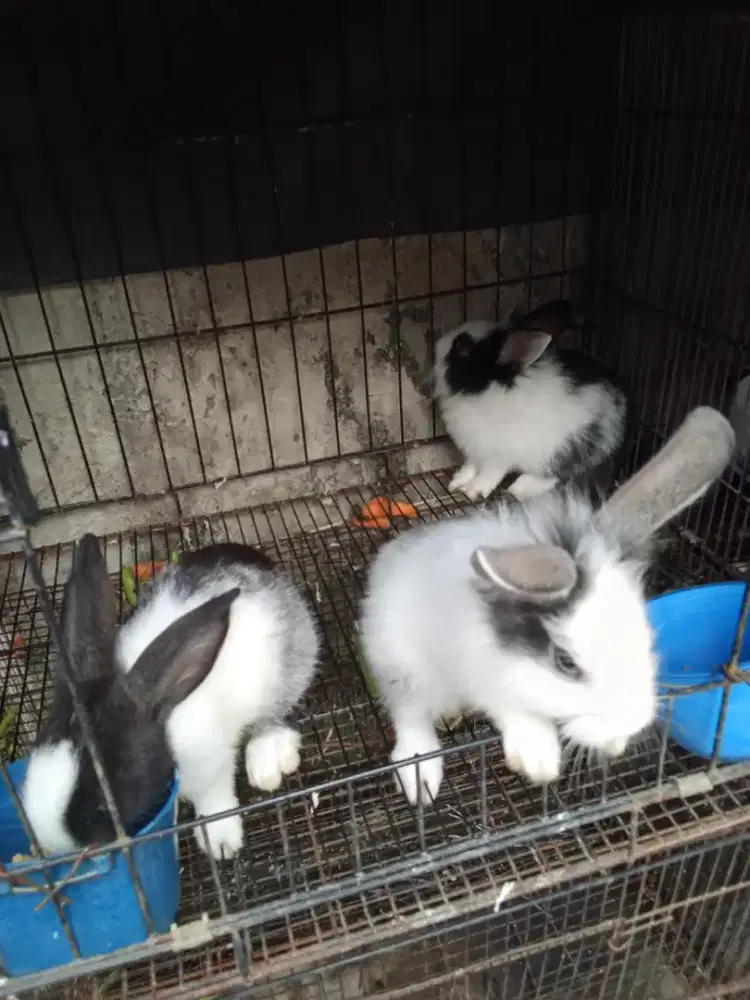 Jual anakan kelinci lokal murah