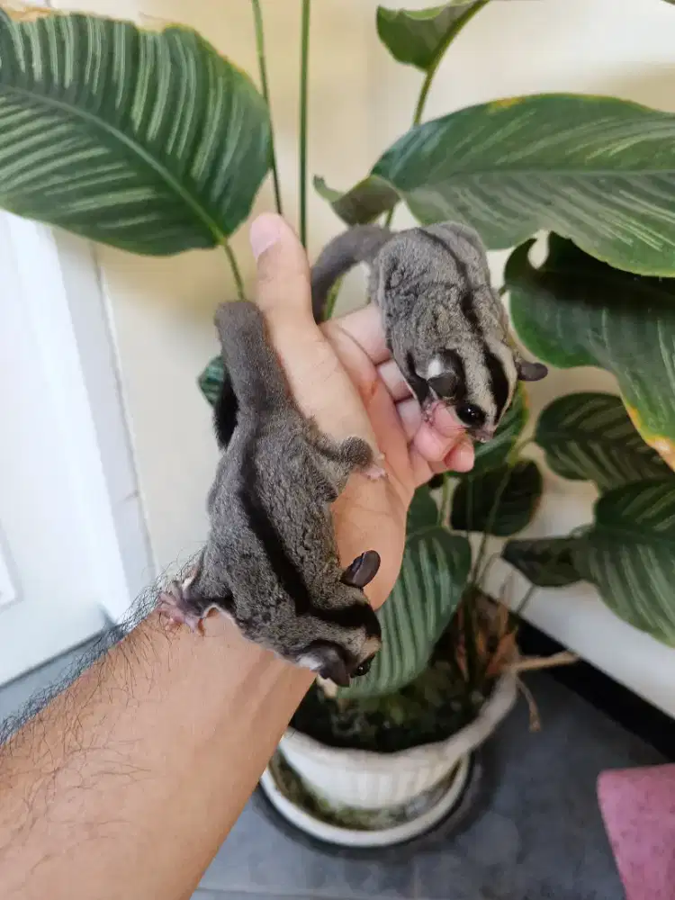 Sugar glider anakan, jantan ada 2 ekor