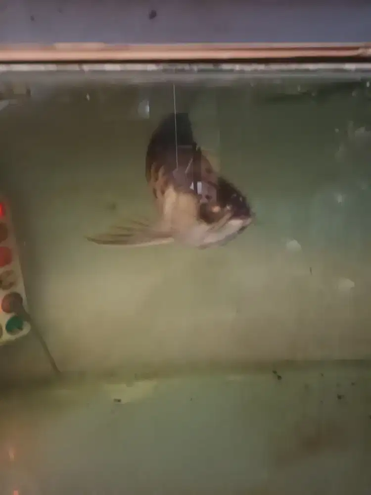 Dijual ikan arwana golden red kurang lebih 40 cm