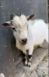 kambing mini pygmi jantan 18 bulanan TB 18cm pemacek exotik unik lucu