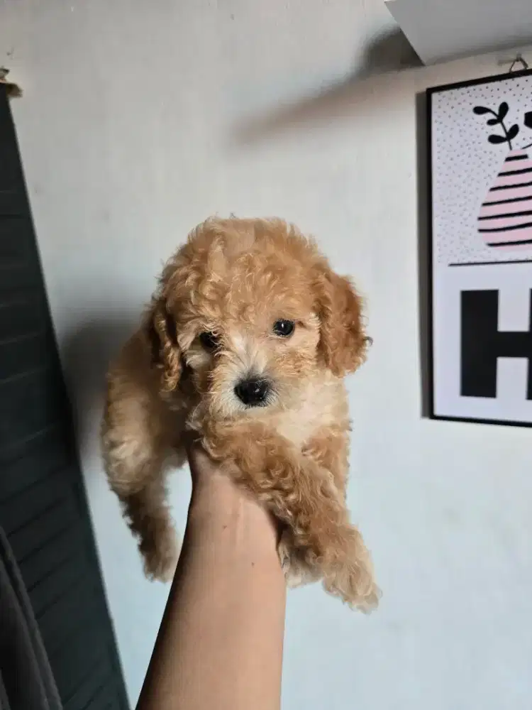 Jual poodle toy jantan super lucu