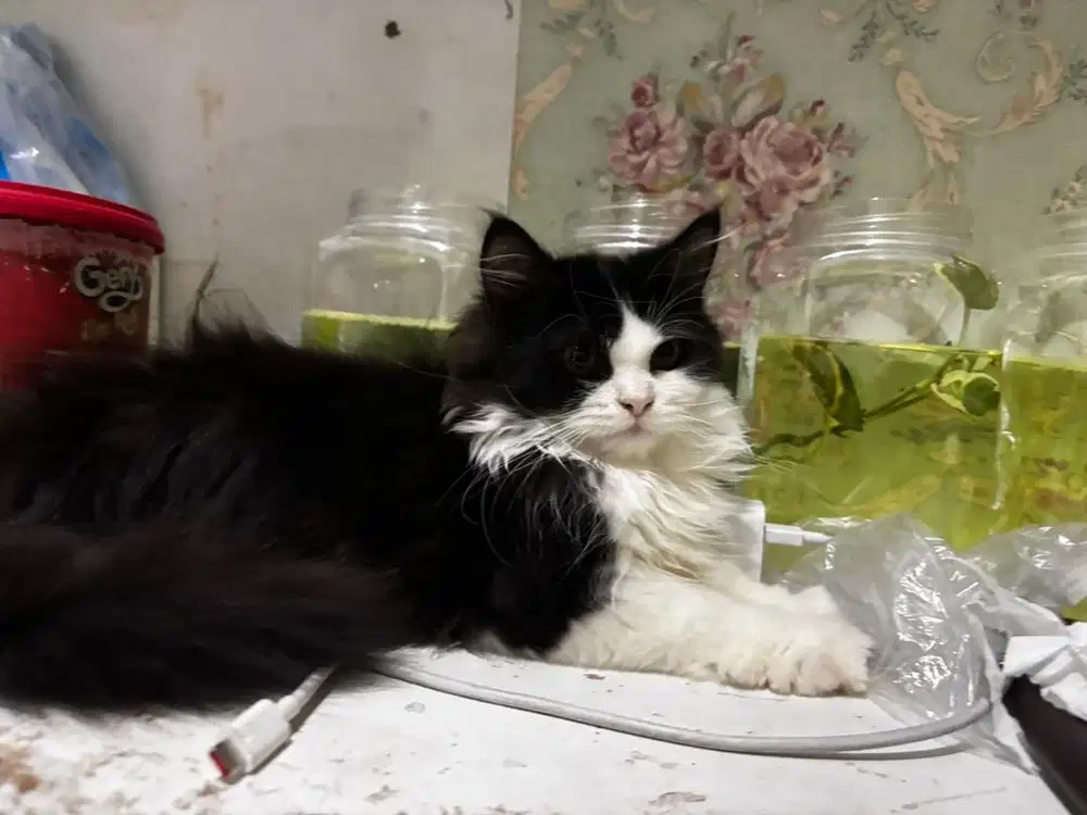 Kucing persia Tuxedo