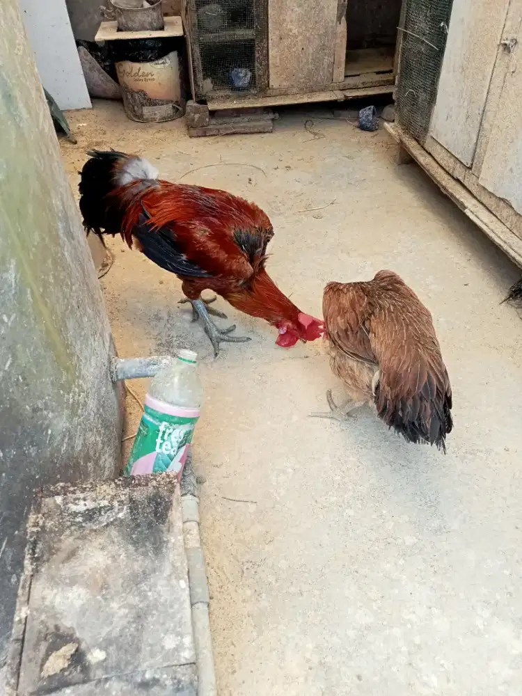 Jual pelung sejoDo