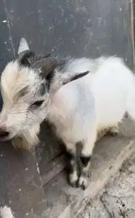 kambing pygmi jantan 18 bulanan TB 40cm exotik lucu jinak siap ternak