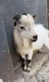 kambing pygmi jantan 18 bulanan TB 40cm exotik lucu jinak siap ternak