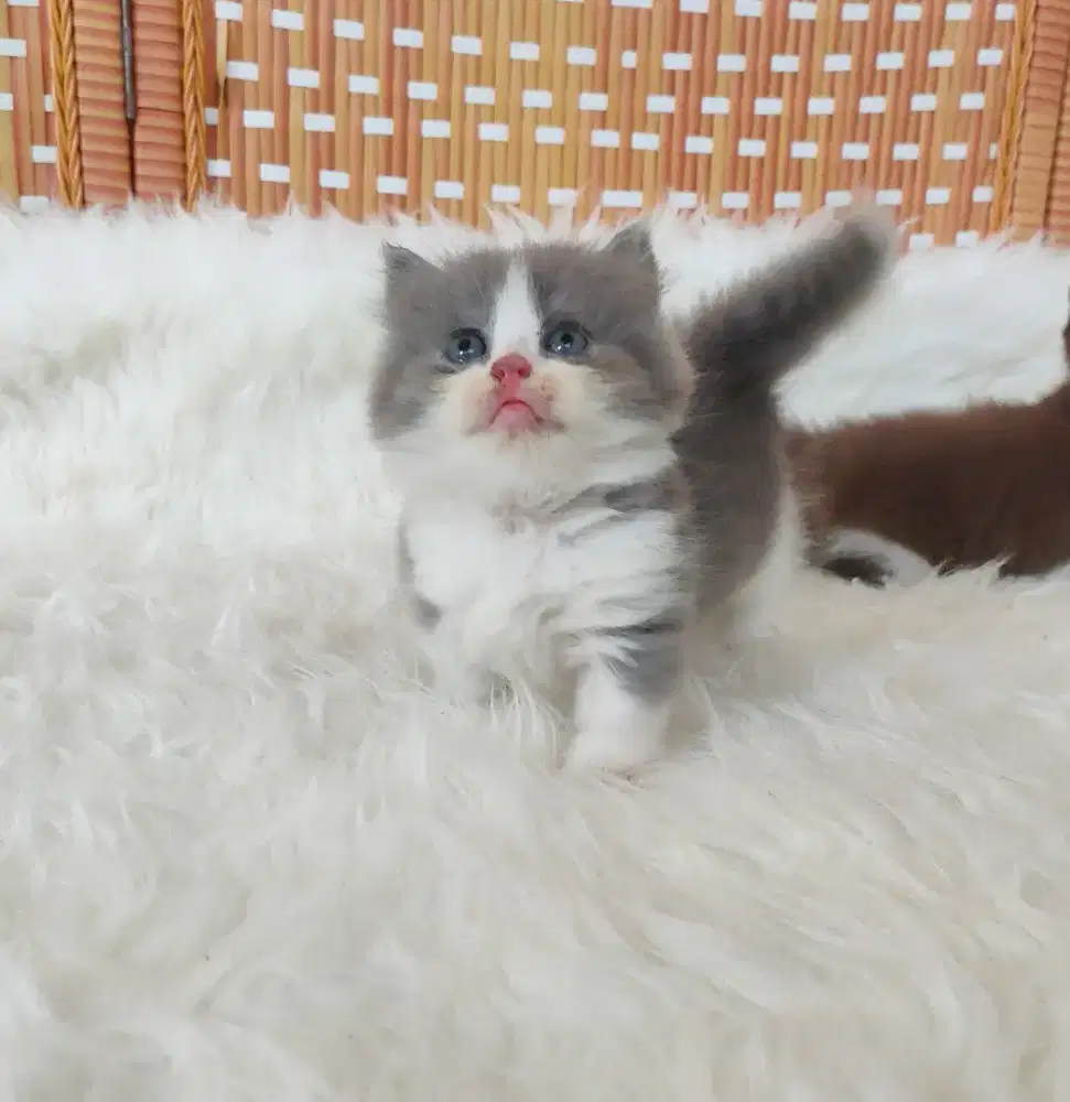 Munchkin x BSH bico