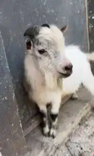 kambing pygmi indukan jantan 18 bulanan TB 40cm exotik lucu jinak unik