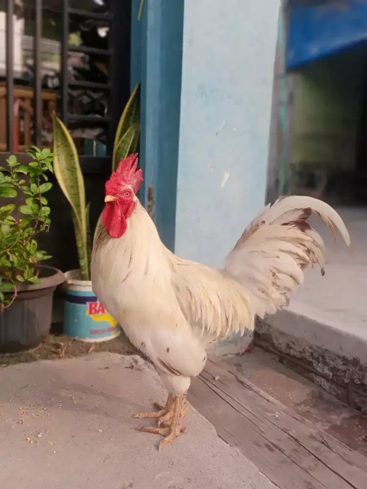 ayam jago x pelung