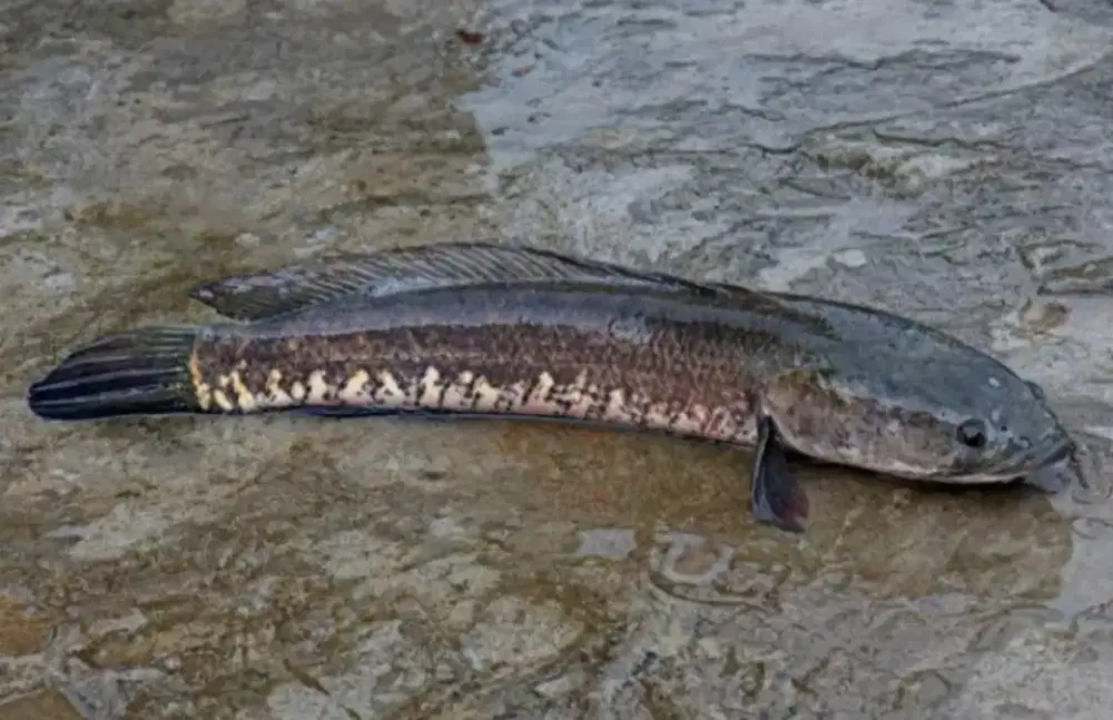 Ikan Gabus Liar